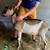 3 Alpine Bucklings, Dairy Milk Goats Billies Bucks, Buck Billy Goat 2 thumbnail
