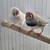 English zebra finch text only 2 thumbnail