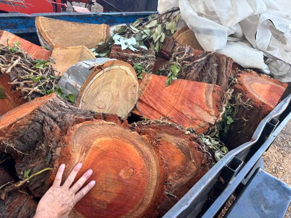 Firewood eucalyptus rounds FREE! Aug 14 2026 1