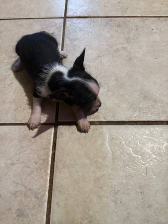Chorkie64005647723906122
