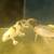 Koi fish 3 thumbnail