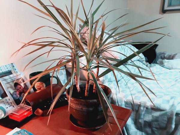 House Plant 1