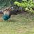 Peacock Male 2 years old $75 2 thumbnail