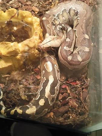 Snake needs experience handler (Hillsboro)63660350061825122