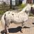 Tiny Appaloosa leopard spot colt 1 thumbnail
