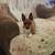 All 4 dogs went to good homes  thank you 7 thumbnail