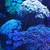 Corals for sale 6 thumbnail