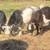 GoatS. Dwarf breeds 1 thumbnail