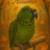 Amazon parrot 1 thumbnail