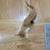 Female Orange and White Kitten 3 thumbnail