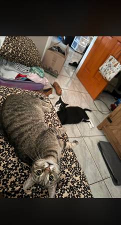 Gato de 2 años necesita un nuevo hogar (Homestead)