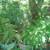 Yellow Oleander, Mango Trees, Cranberry Hibiscus, Papaya Trees 10 thumbnail