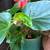 Begonia Dragon, Monstera, Succulents, S, M & Large Sizes – $5–30 2 thumbnail