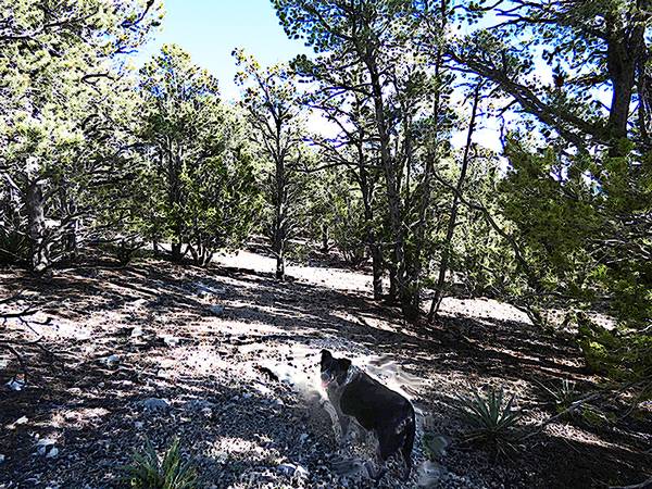 Lote hermoso de 5 acres por $70,000 cerca de Glorieta (Glorieta)63659833464961120