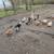 Toms and chicken 7 thumbnail