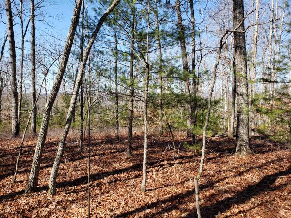 Down-Owner Financing-25% Undivided Interest in 56 acres 1