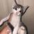 8 week old kittens 7 thumbnail