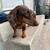 Mini dachschund 2 thumbnail