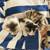 5 kittens 2 thumbnail