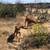 $40 small dog pack walk, $50 medium dog pack walk, $65 big dog pack 6 thumbnail