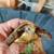 Redfoot tortoise baby 2 thumbnail