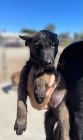 Rehoming Belgian Puppies (Pico Rivera)63869928906113121