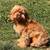 Cocker spaniel 5 thumbnail