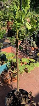 Grafted Seedless Lemon Rooted Fruit Tree Plant 1