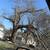 Tree and stump removal 6 thumbnail