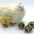 Jumbo white chicks available 2 thumbnail