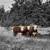 Registered Horned Herefords Heifers & Bulls 1 thumbnail