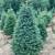 Christmas trees wholesale minimum purchase 100 3 thumbnail