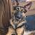 6 months old female German shepherd 2 thumbnail