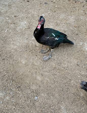 Muscovy 1
