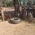 Boer goats 3 thumbnail