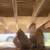 🏠 Attic Prep & Insulation Removal Specialists – Dallas–Fort Worth 3 thumbnail