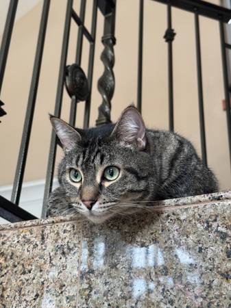 We are looking for our lost cat1 month ago. (Portland)64220358330113121