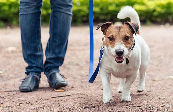 Dog Sitter in Bradenton, Florida 1