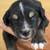 Mini Aussie pups 4 thumbnail