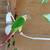 Green cheek conure 2 thumbnail
