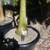 Cuban Royal palms ///// Roystonea regia 13 thumbnail