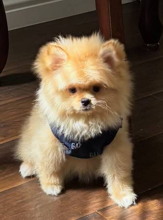 POMERANIAN (vegas)63860183884417123
