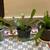 ( Plant ) Red Flowering Epiphyllum Orchid Cactus ( Plants ) 1 thumbnail