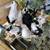 Bunnys rabbits 3 thumbnail