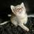 Fall Kittens 2 thumbnail