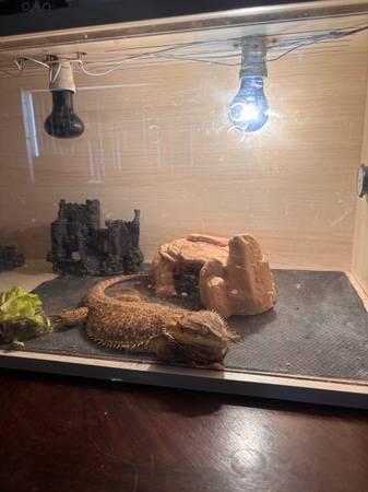 Male bearded dragon 1
