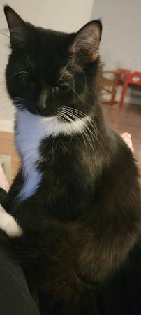 Gata hembra (Hamilton)63908216100227121
