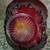 Vintage Indiana Glass Company Tiara Ruby Basket 2 thumbnail