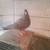 Roller pigeons 6 thumbnail