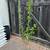 Organic Plum Tree Burgundy very healthy! 1 thumbnail